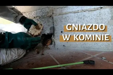 Jak bezpiecznie i legalnie usunąć gniazdo kawek z komina - porady kominiarza