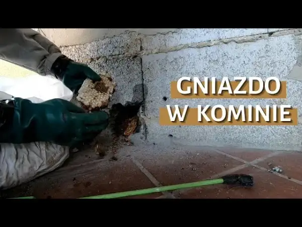 Jak bezpiecznie i legalnie usunąć gniazdo kawek z komina - porady kominiarza